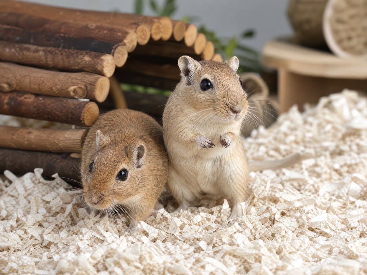 Bilbo And Bucky, Mongolian Gerbil